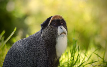 De Brazza's Monkey - image #292353 gratis