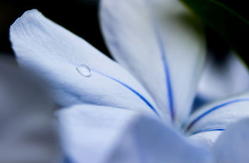 Blue flower - image #293163 gratis