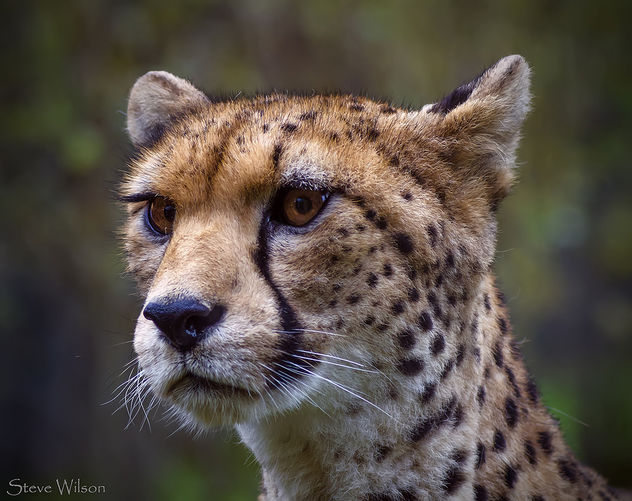 NorthWest African Cheetah - Free image #293203