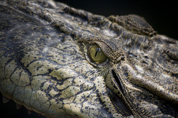 Crocodile, Sarawak. Borneo, Malaysia - Kostenloses image #293243