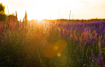 Purple at dusk - image #293383 gratis