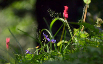Wildflowers - бесплатный image #293433