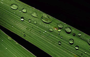 Green and wet - Free image #293493