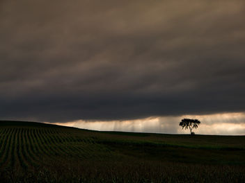 Tree and corn and rays of light - Kostenloses image #293733