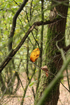 Lonely leaf - Free image #294163