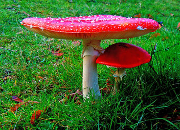 fly agaric - Free image #294753