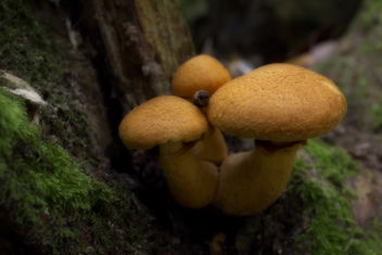 Orange mushroom - Kostenloses image #294943