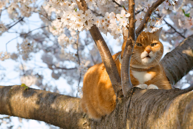Ginger Cat & Cherry Blossoms - бесплатный image #295003