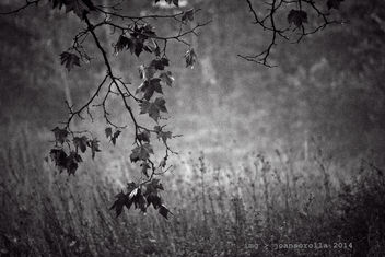 Autumn - image #295103 gratis