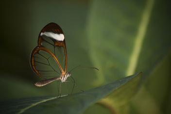 Small Butterfly - Kostenloses image #295123