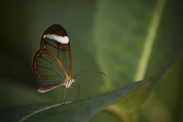 Small Butterfly - image gratuit #295123 