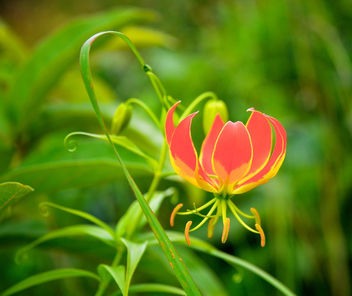 Gloriosa Lily, Ethiopia - image gratuit #295143 