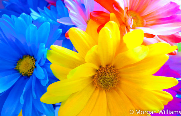 Flowers - image #295323 gratis