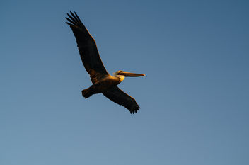 Brown Pelican - бесплатный image #296353