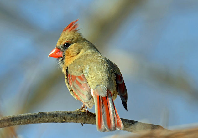 Female Cardinal Breeding Plumage - image gratuit #296573 