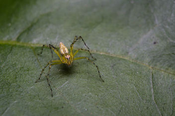Lynx Spider - бесплатный image #296623