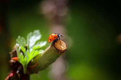 ladybug - image gratuit #296663 