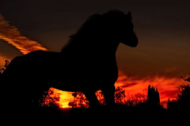 The horse and the sunset - image gratuit #296713 