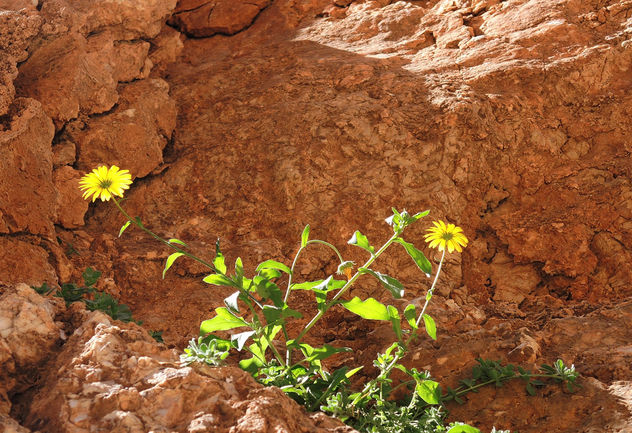 Morocco-Spring is coming at desert - Free image #296723