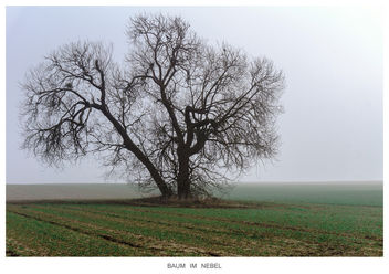 Tree in the mist - image #296803 gratis