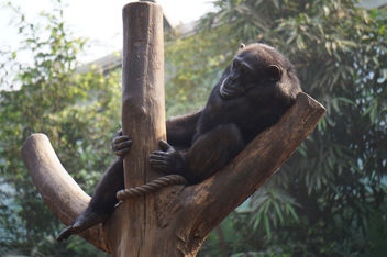 Caught the moment when the gorilla sleeps - бесплатный image #296993