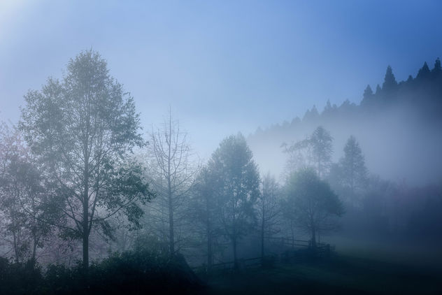Misty trees - image gratuit #297043 