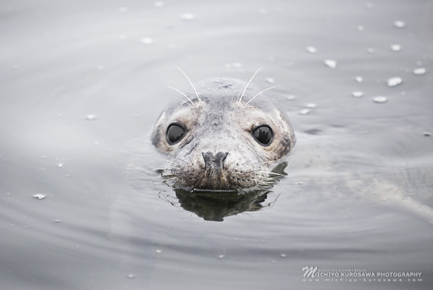 Sea Seal, 2014 - image gratuit #297073 