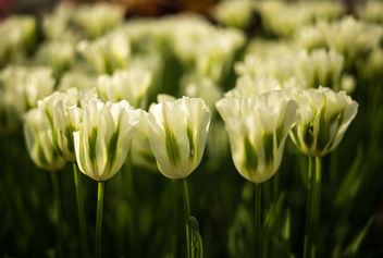 White Tulips - image #297223 gratis