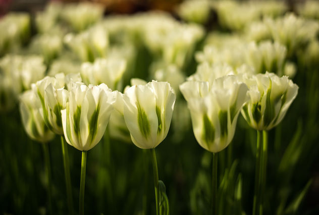 White Tulips - image gratuit #297223 
