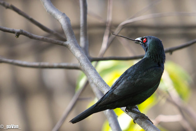 Asian Glossy Starling - image gratuit #297233 