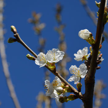 Cherry blossom - image #297303 gratis