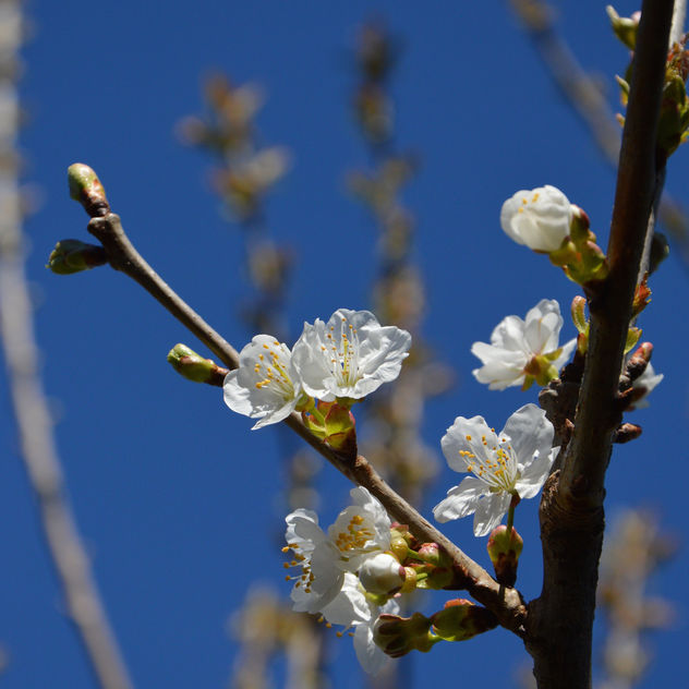 Cherry blossom - image gratuit #297303 