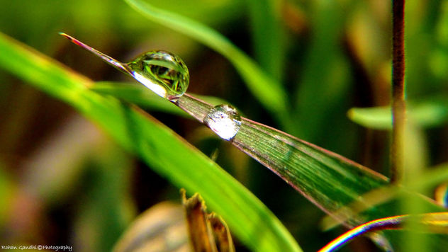Dew Drops - The Gems of Morning - image gratuit #297323 