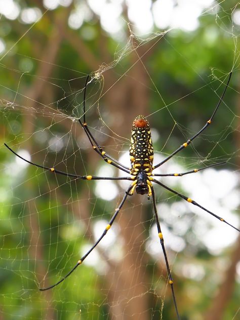 Spider on a net - image gratuit #297593 