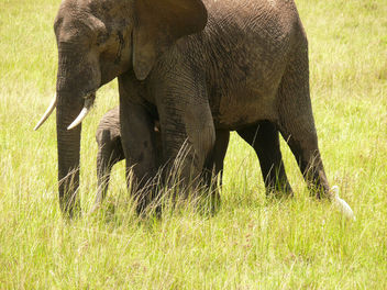 Elephant & her Baby - image #298253 gratis