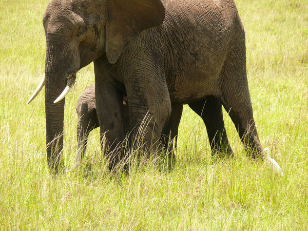 Elephant & her Baby - Free image #298253