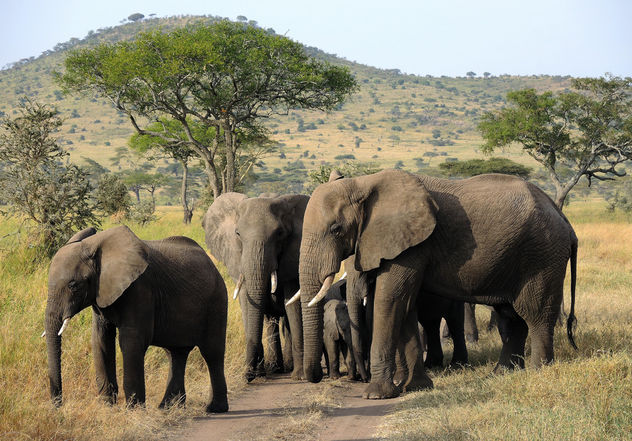 Tanzania (Serengeti National Park) Elephants on the march keeping babies inside - Free image #298273