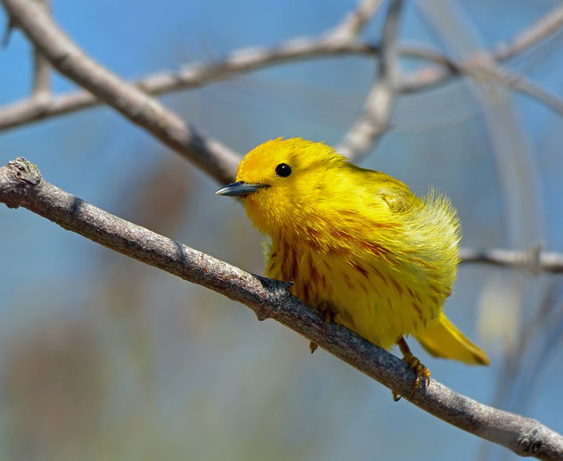 Yellow Warbler Male - image gratuit #298443 