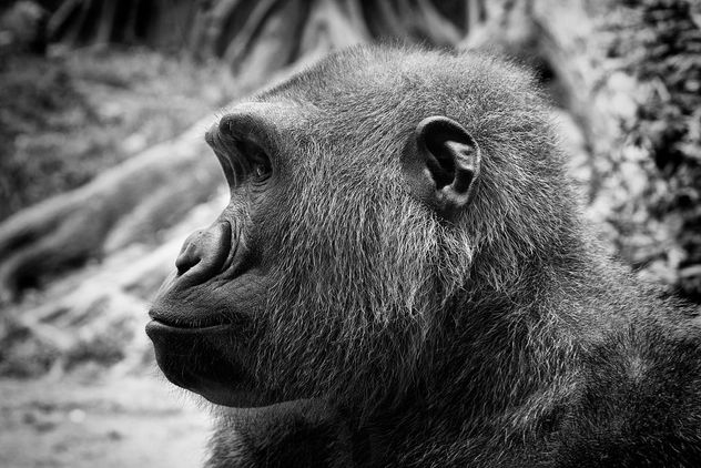 Western lowland gorilla - image gratuit #298893 