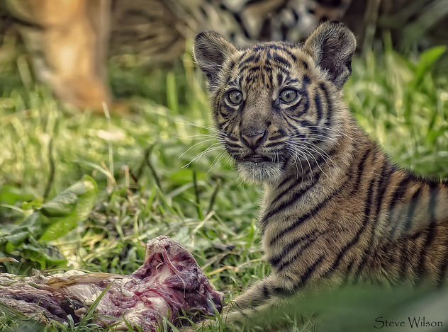Tiger Cub eating - Free image #299043