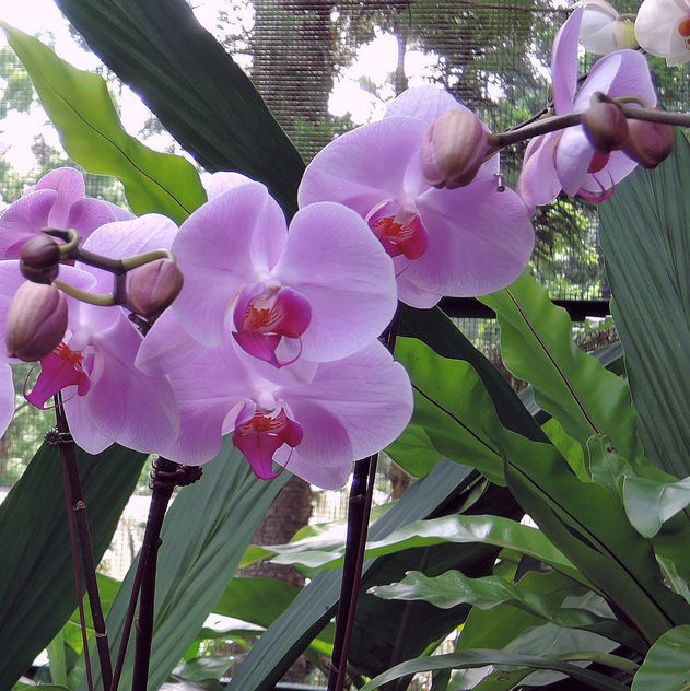 Singapore-National orchid garden 9 - бесплатный image #299083