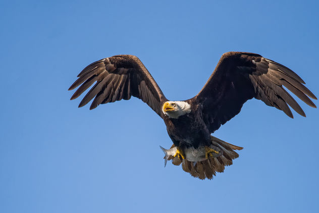 Bald Eagle with Fish - Free image #299123