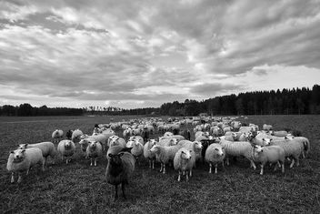 Flock Of Sheep - Free image #299233