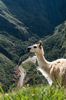 Machu Picchu - Free image #299293