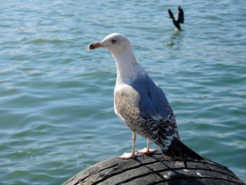 Turkey (Istanbul)- Sea Gull - image gratuit #299383 