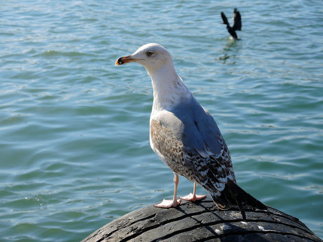 Turkey (Istanbul)- Sea Gull - Kostenloses image #299383