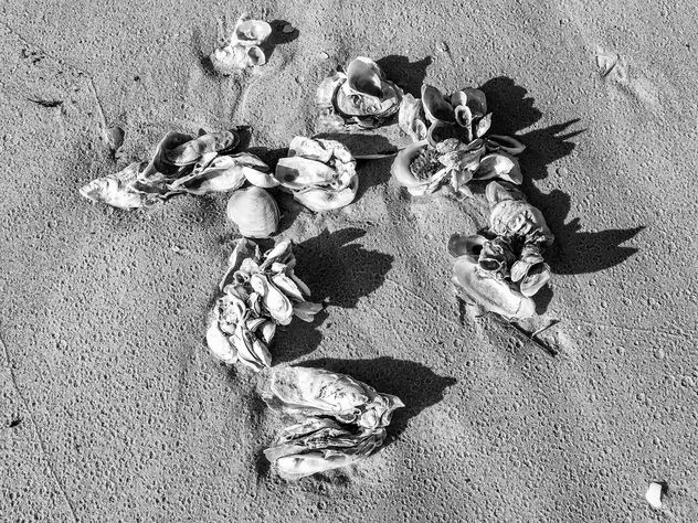 Shells, Hilton Head Island - Free image #299473