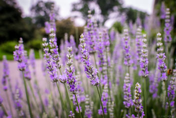 Flowers at Botanic Garden - бесплатный image #299763