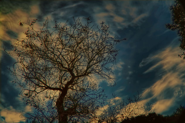 Tree reaching the clouds - бесплатный image #299803