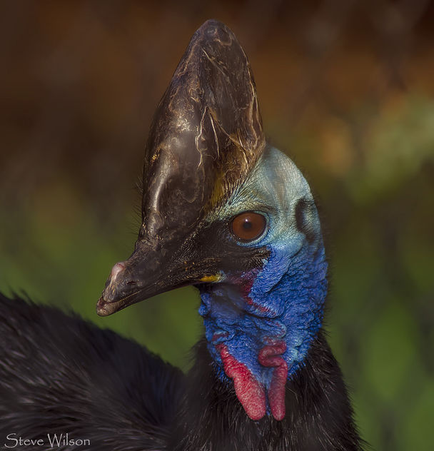 Southern Cassowary - Kostenloses image #299863